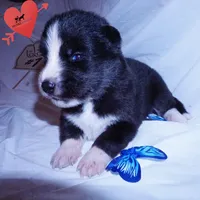Iceman - Black/white, a male Siberian Husky for sale in Anderson, SC – 6 of 10