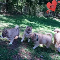 AKC Solid Brown, a female Siberian Husky for sale in Anderson, SC – 7 of 10