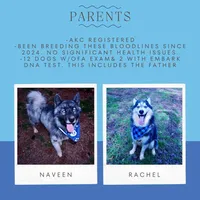AKC Solid Brown, a female Siberian Husky for sale in Anderson, SC – 3 of 10