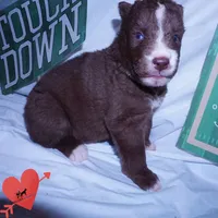 Solid Brown Ready Mid October , a female Siberian Husky for sale in Anderson, SC – 4 of 10