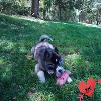 AKC Agouti OFA & Embark, a female Siberian Husky for sale in Anderson, SC – 7 of 10