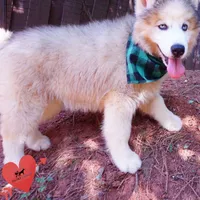 OFA & Embark Tested Parents, a female Siberian Husky for sale in Anderson, SC – 5 of 9