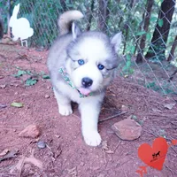 AKC OFA & Embark Parents, a male Siberian Husky for sale in Anderson, SC – 8 of 10