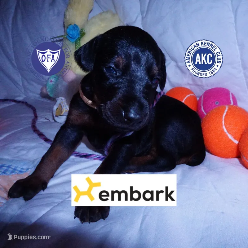 OFA & Embark Tested Parents – Doberman Pinscher puppy for sale in Anderson, SC