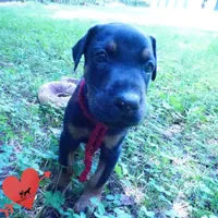 Full Euro, OFA, Embark, & AKC, a female Doberman Pinscher for sale in Anderson, SC – 8 of 10
