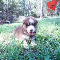 AKC & OFA Poseidon, a male Siberian Husky for sale in Anderson, SC – 5 of 10