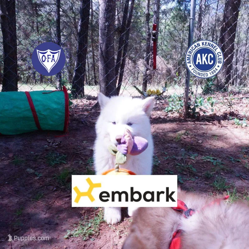 AKC OFA Embark White – Siberian Husky puppy for sale in Anderson, SC