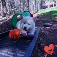 AKC OFA Embark White, a male Siberian Husky for sale in Anderson, SC – Photo 6 of 9