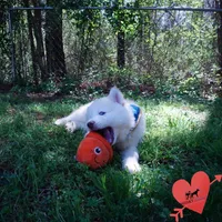 AKC OFA Embark White, a male Siberian Husky for sale in Anderson, SC – Photo 2 of 9