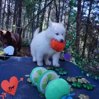 AKC OFA Embark White, a male Siberian Husky for sale in Anderson, SC – Photo 7 of 9