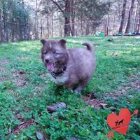 Solid Brown Embark OFA AKC, a male Siberian Husky for sale in Anderson, SC – Photo 4 of 10