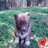 Solid Brown Embark OFA AKC, a male Siberian Husky for sale in Anderson, SC – Photo 6 of 10