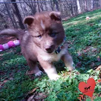 Solid Brown Embark OFA AKC, a male Siberian Husky for sale in Anderson, SC – Photo 7 of 10