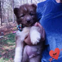 Solid Brown Embark OFA AKC, a male Siberian Husky for sale in Anderson, SC – Photo 8 of 10