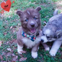 Solid Brown Embark OFA AKC, a male Siberian Husky for sale in Anderson, SC – Photo 2 of 10