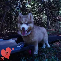 OFA & Embark - Carrot, a male Siberian Husky for sale in Anderson, SC – 2 of 10