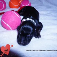 Champion & Full Euro AKC, a female Doberman Pinscher for sale in Anderson, SC – 2 of 10