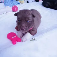AKC Solid Brown OFA & Embark, a female Siberian Husky for sale in Anderson, SC – 4 of 10