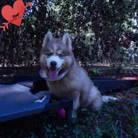 OFA & Embark - Carrot, a male Siberian Husky for sale in Anderson, SC – 6 of 10