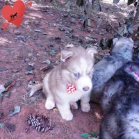 OFA & Embark - Carrot, a male Siberian Husky for sale in Anderson, SC – 7 of 10