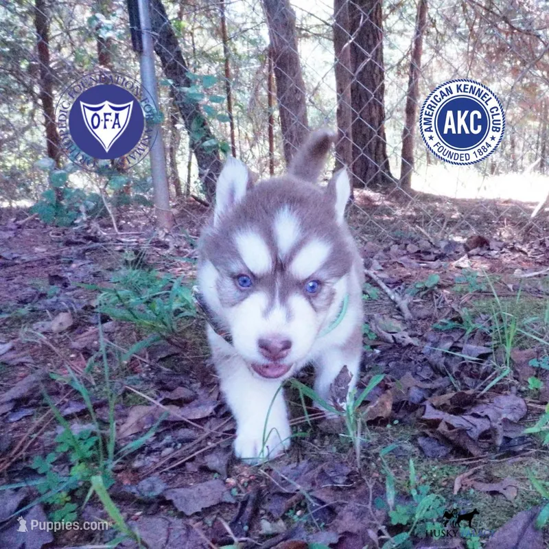 OFA & AKC - Hades – Siberian Husky puppy for sale in Anderson, SC