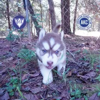 OFA & AKC - Hades, a male Siberian Husky for sale in Anderson, SC – 1 of 10