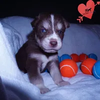 AKC OFA Brown/white, a male Siberian Husky for sale in Anderson, SC – 4 of 10