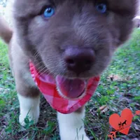 AKC Solid Brown OFA & Embark, a female Siberian Husky for sale in Anderson, SC – 8 of 10