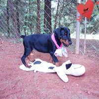 Champion & Full Euro AKC - Yue, a female Doberman Pinscher for sale in Anderson, SC – 9 of 10