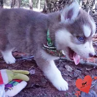 OFA & AKC - Hades, a male Siberian Husky for sale in Anderson, SC – 3 of 10