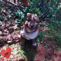 AKC Solid Brown OFA, a female Siberian Husky for sale in Anderson, SC – 4 of 10