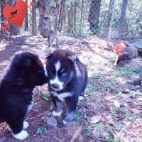 Health Tested Parents - Cyclops, a male Siberian Husky for sale in Anderson, SC – 2 of 10