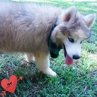 OFA & Embark Tested Parents, a female Siberian Husky for sale in Anderson, SC – 7 of 9