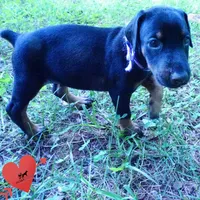 OFA & Embark Tested Parents, a female Doberman Pinscher for sale in Anderson, SC – 5 of 10