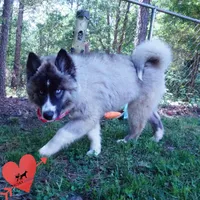 AKC Agouti OFA & Embark, a female Siberian Husky for sale in Anderson, SC – 2 of 10