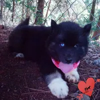 AKC Black/white OFA & Embark, a female Siberian Husky for sale in Anderson, SC – 7 of 10