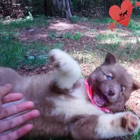 AKC Solid Brown OFA & Embark, a female Siberian Husky for sale in Anderson, SC – 4 of 10