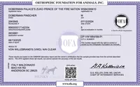 Ear cropped AKC Euro OFA & Embark, a male Doberman Pinscher for sale in Anderson, SC – 7 of 10
