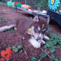 AKC OFA Brown/white, a male Siberian Husky for sale in Anderson, SC – 5 of 10