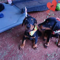 AKC Euro OFA & Embark - Huu, a male Doberman Pinscher for sale in Anderson, SC – 6 of 10