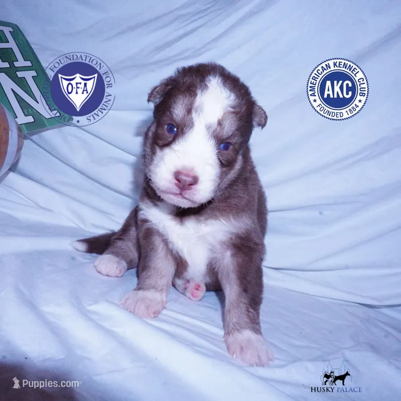 AKC & OFA Poseidon – Siberian Husky puppy for sale in Anderson, SC