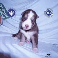 AKC & OFA Poseidon, a male Siberian Husky for sale in Anderson, SC – 1 of 10