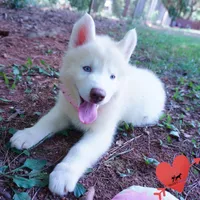 Solid White Female AKC OFA, a female Siberian Husky for sale in Anderson, SC – 6 of 10