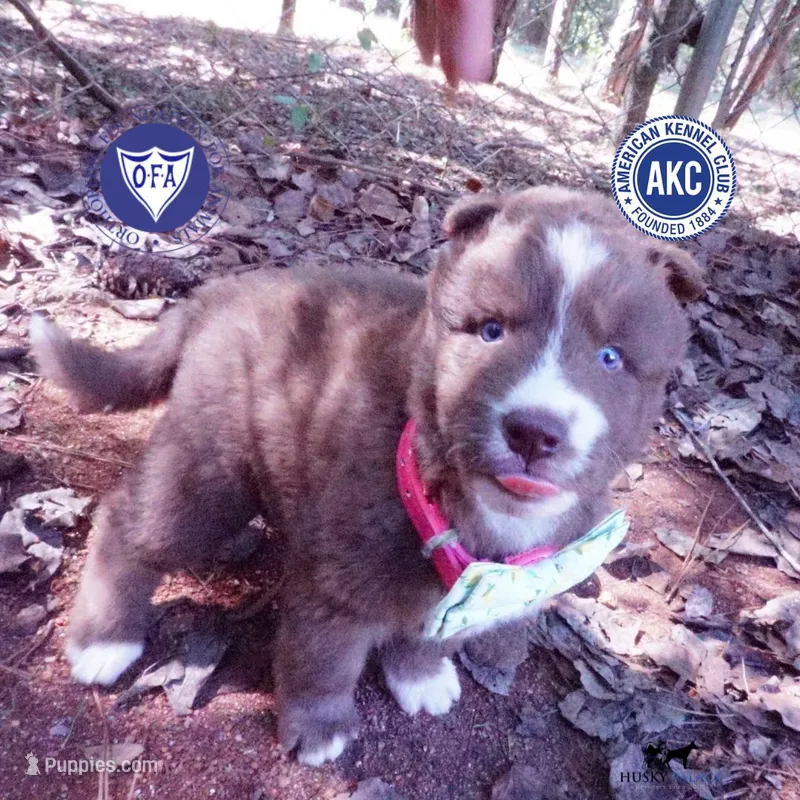 Solid Brown Ready Mid October  – Siberian Husky puppy for sale in Anderson, SC