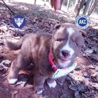 Solid Brown Ready Mid October , a female Siberian Husky for sale in Anderson, SC – 1 of 10