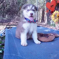 OFA & AKC Red/white, a male Siberian Husky for sale in Anderson, SC – 3 of 10