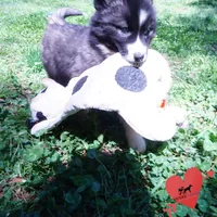 Agouti AKC, a female Siberian Husky for sale in Anderson, SC – Photo 6 of 10