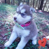 Red/white Ready mid October, a female Siberian Husky for sale in Anderson, SC – 6 of 10