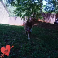 AKC Solid Brown OFA, a female Siberian Husky for sale in Anderson, SC – 7 of 10