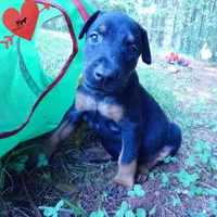 Champion & Full Euro AKC, a female Doberman Pinscher for sale in Anderson, SC – 5 of 10